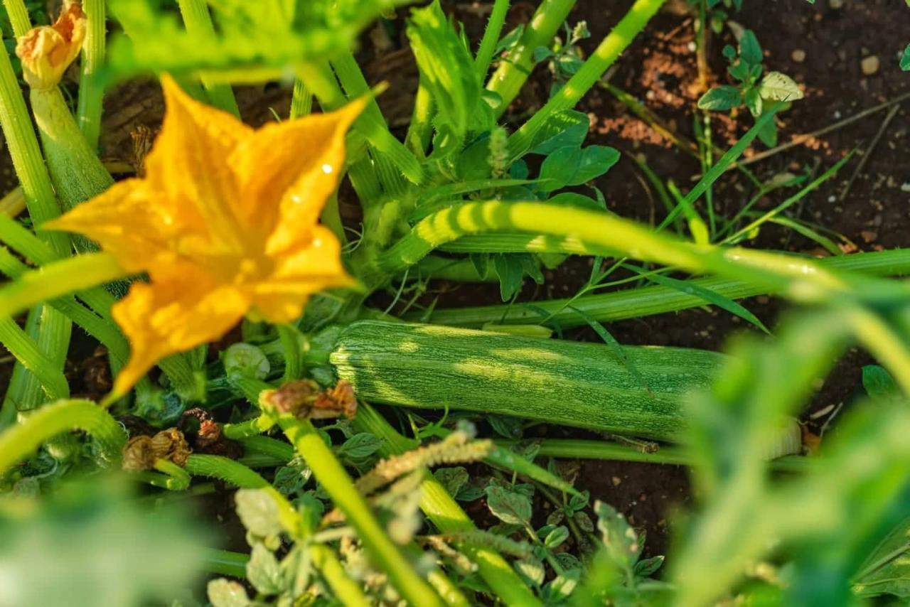 Oz - Obecana Zemlja Permaculture Homestead Благай Экстерьер фото